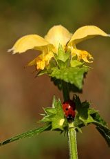Goldnessel Marienkaefer Ringgau
